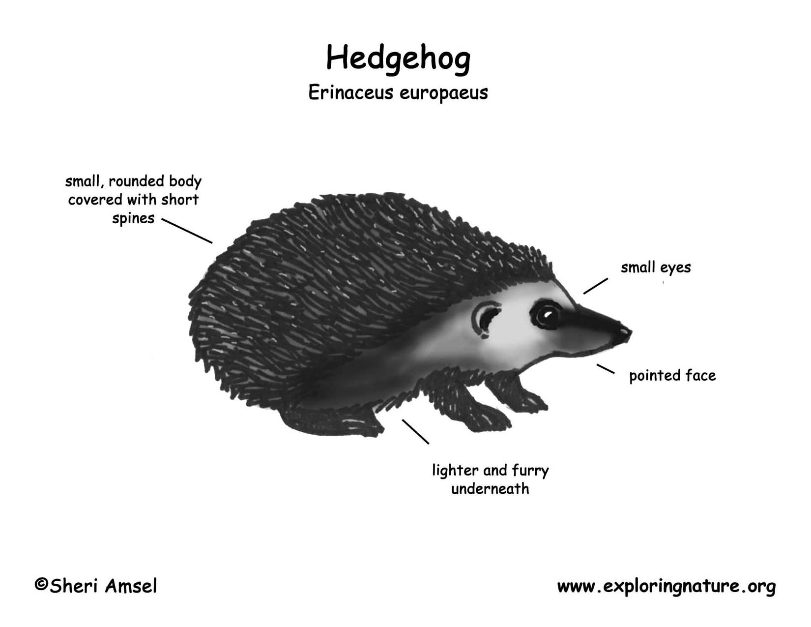 Hedgehog