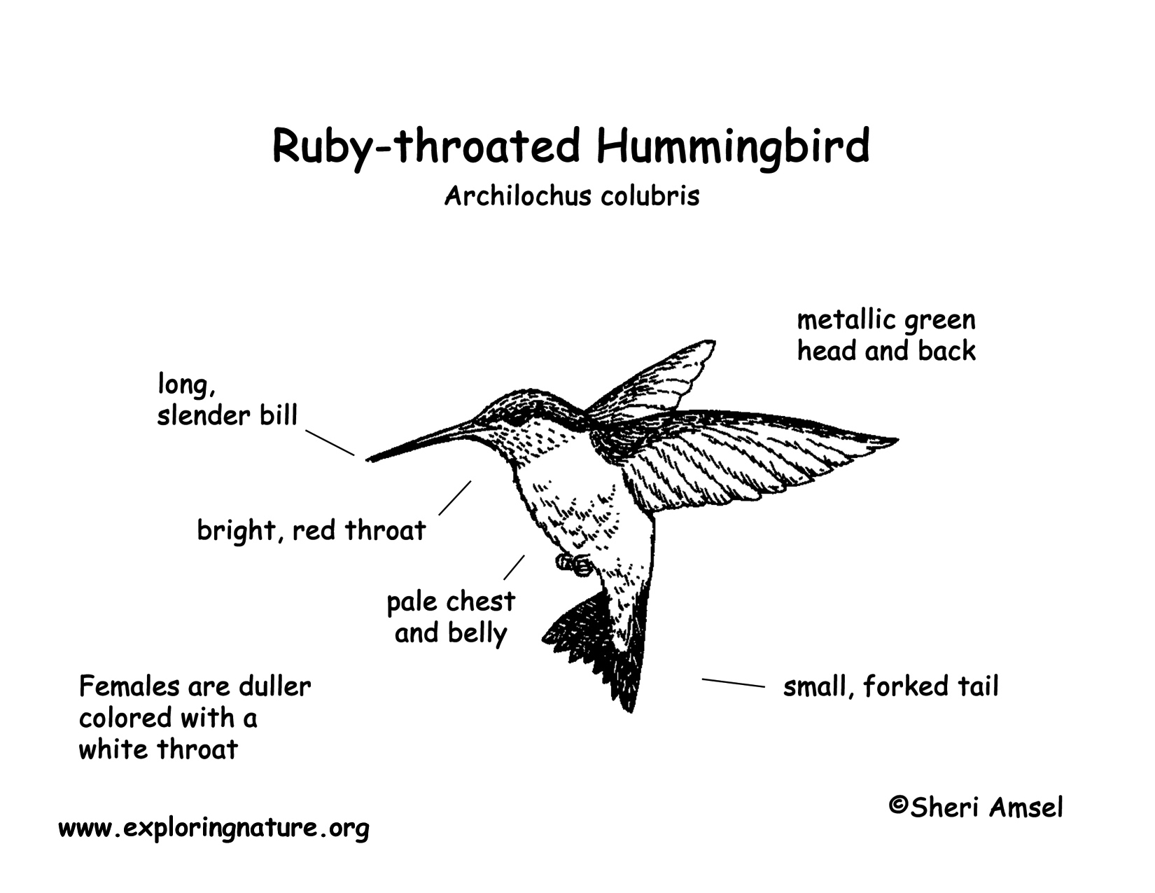 Hummingbird (Ruby-throated)