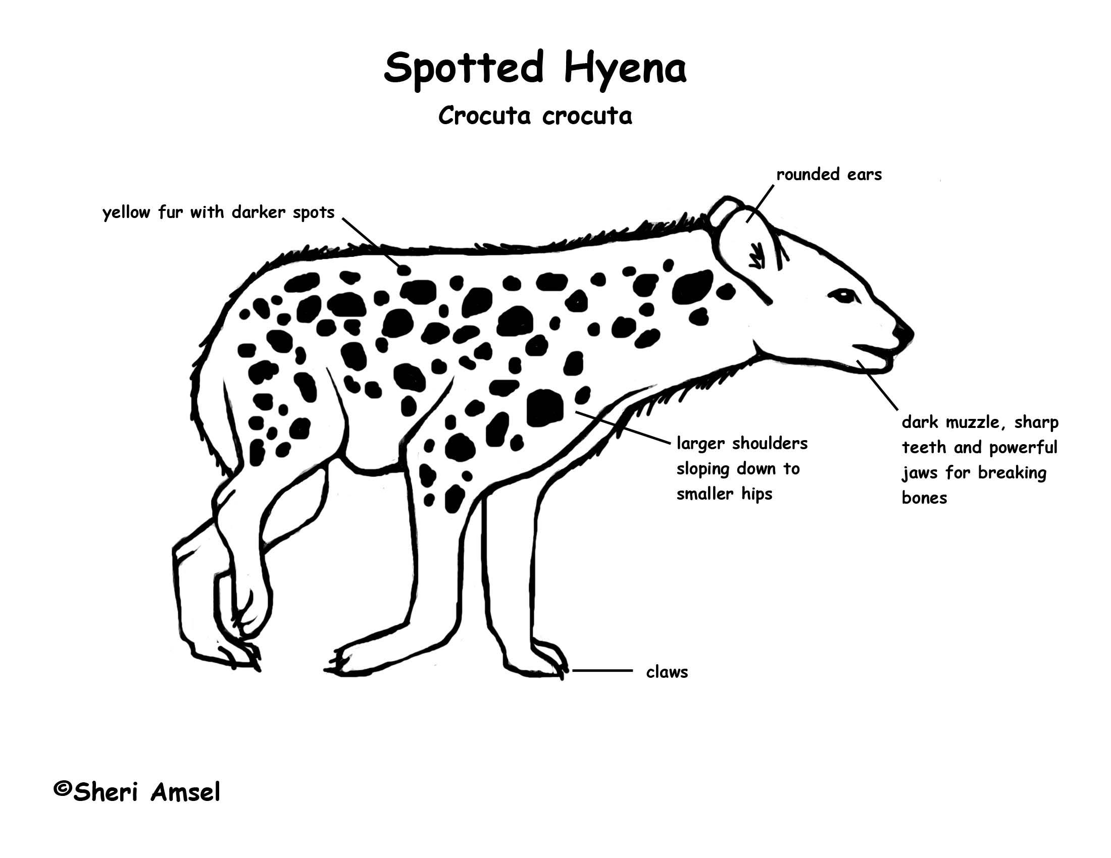 hyena_diagram200