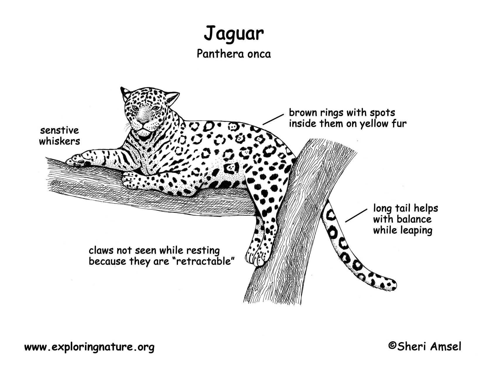 Jaguar Classification Chart