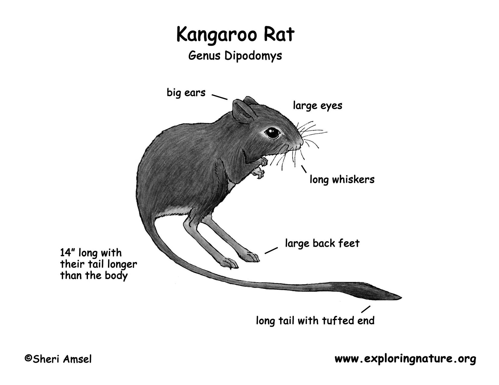 Kangaroo Rat