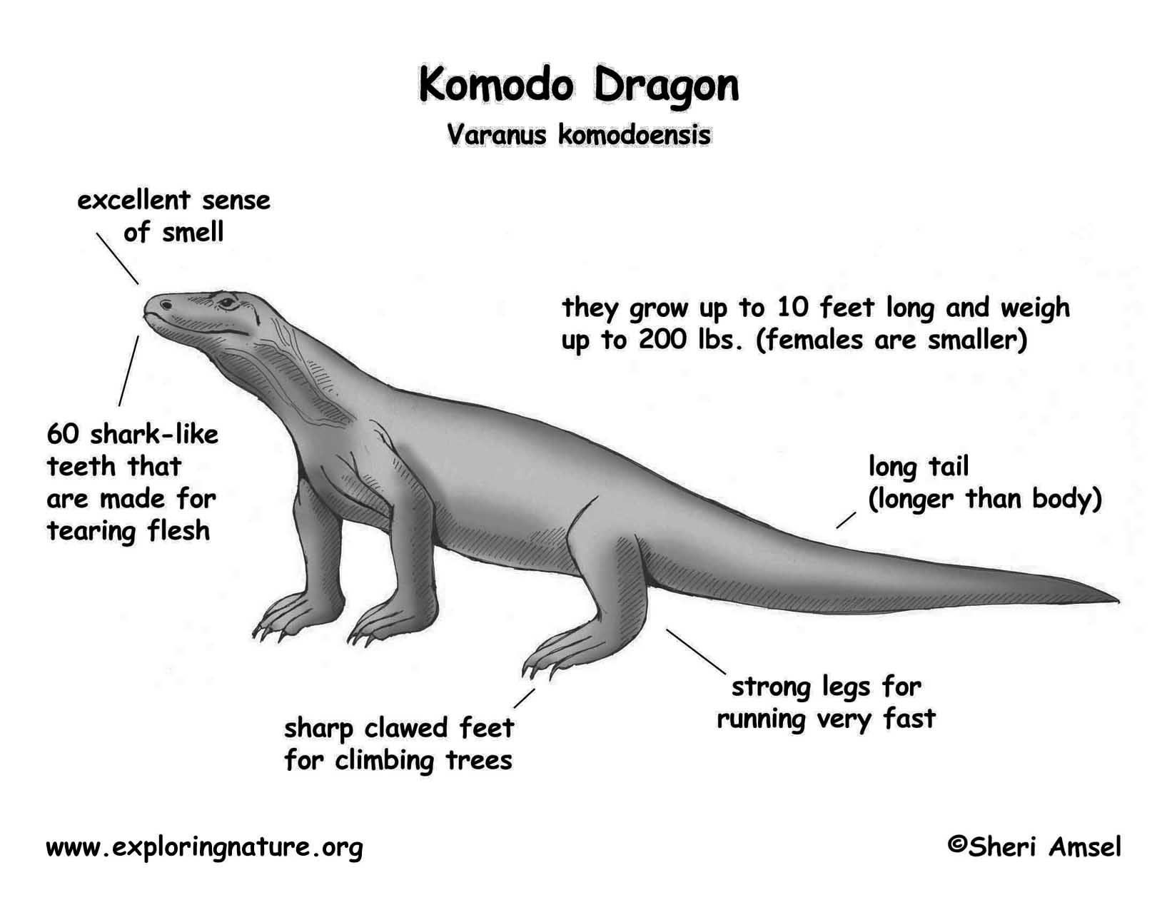 komodo dragon facts