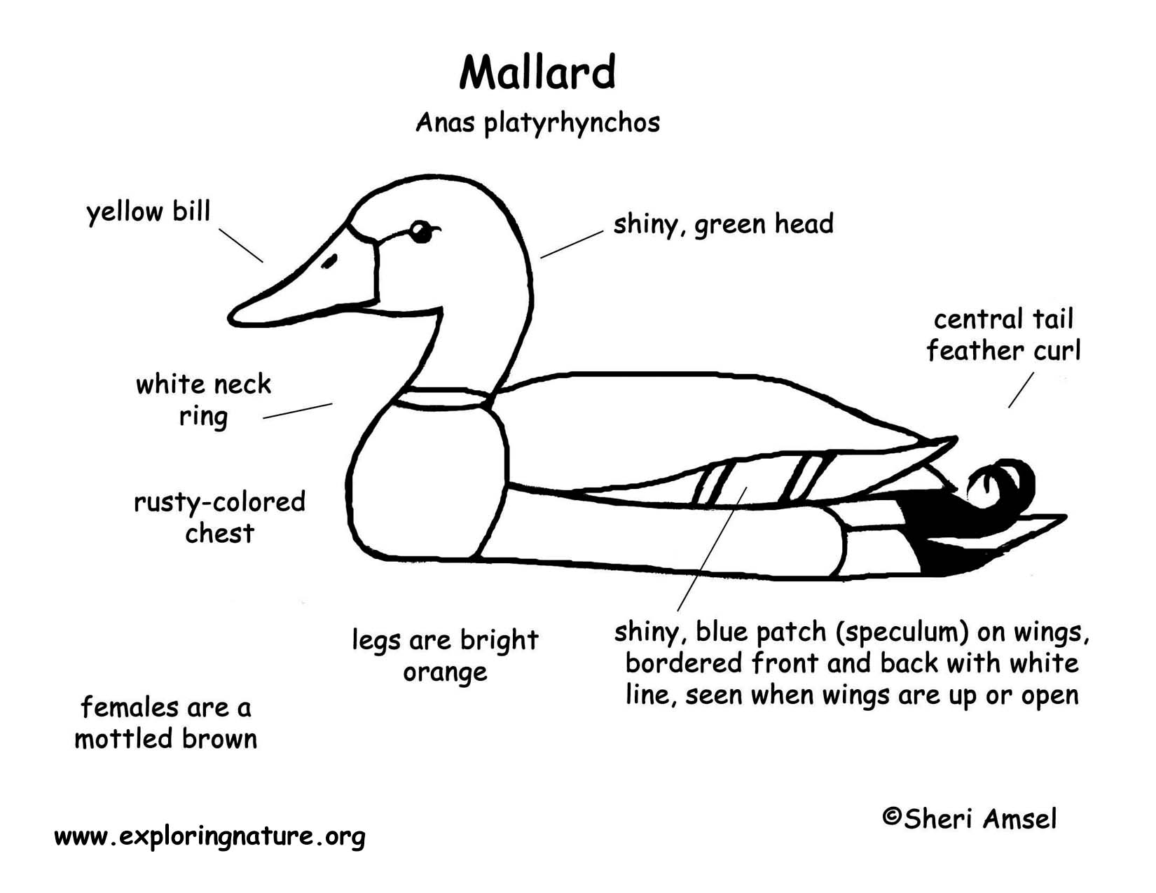 Duck (Mallard)