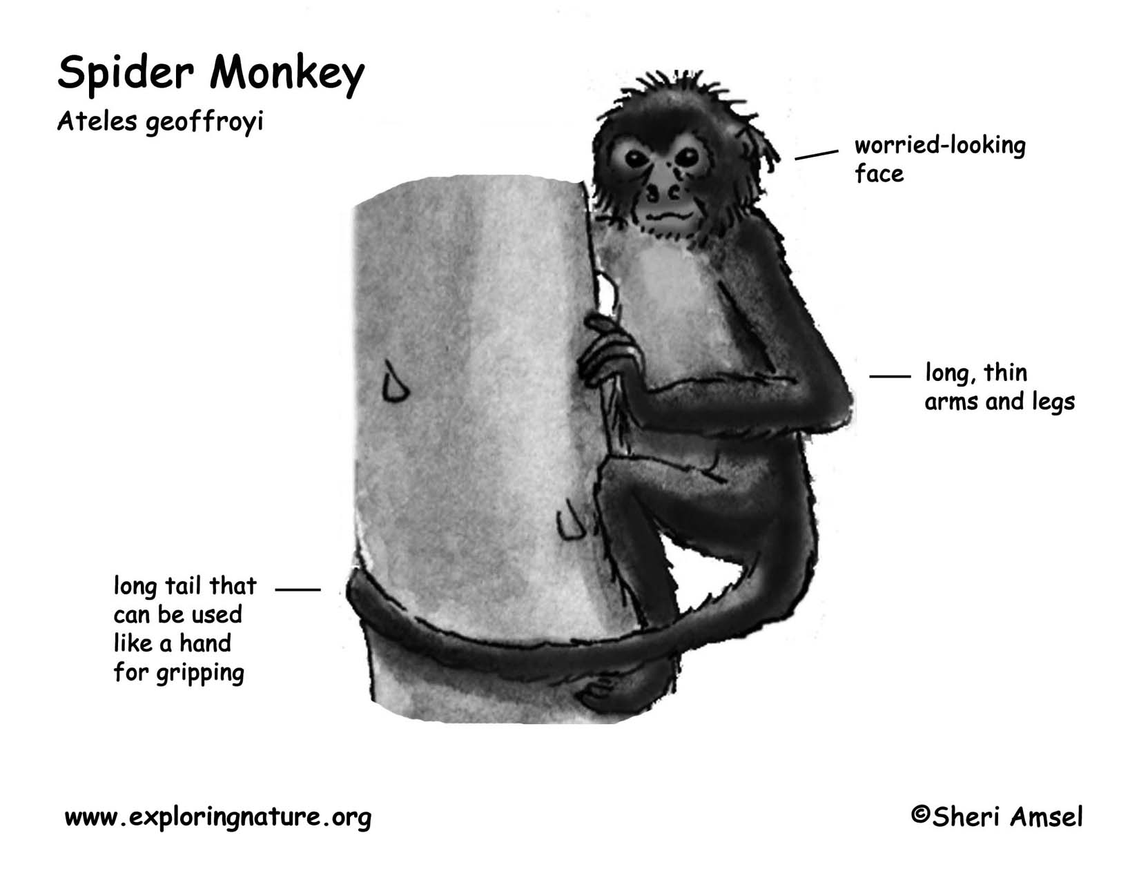Monkey (Spider)