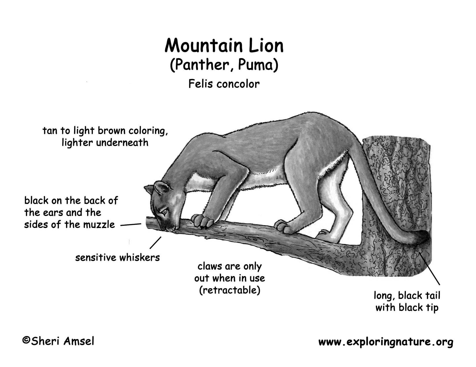 Puma Coloring Page