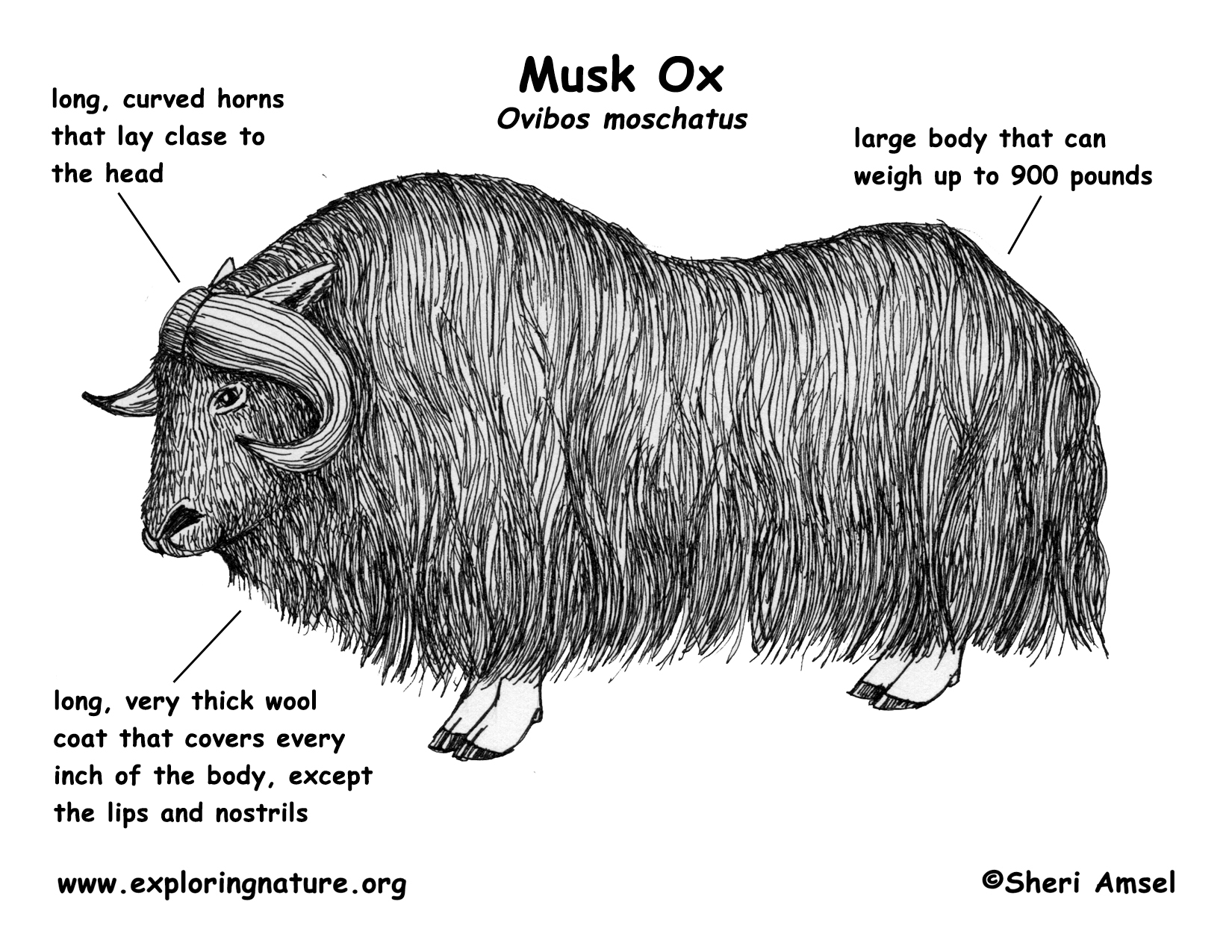 Musk Ox