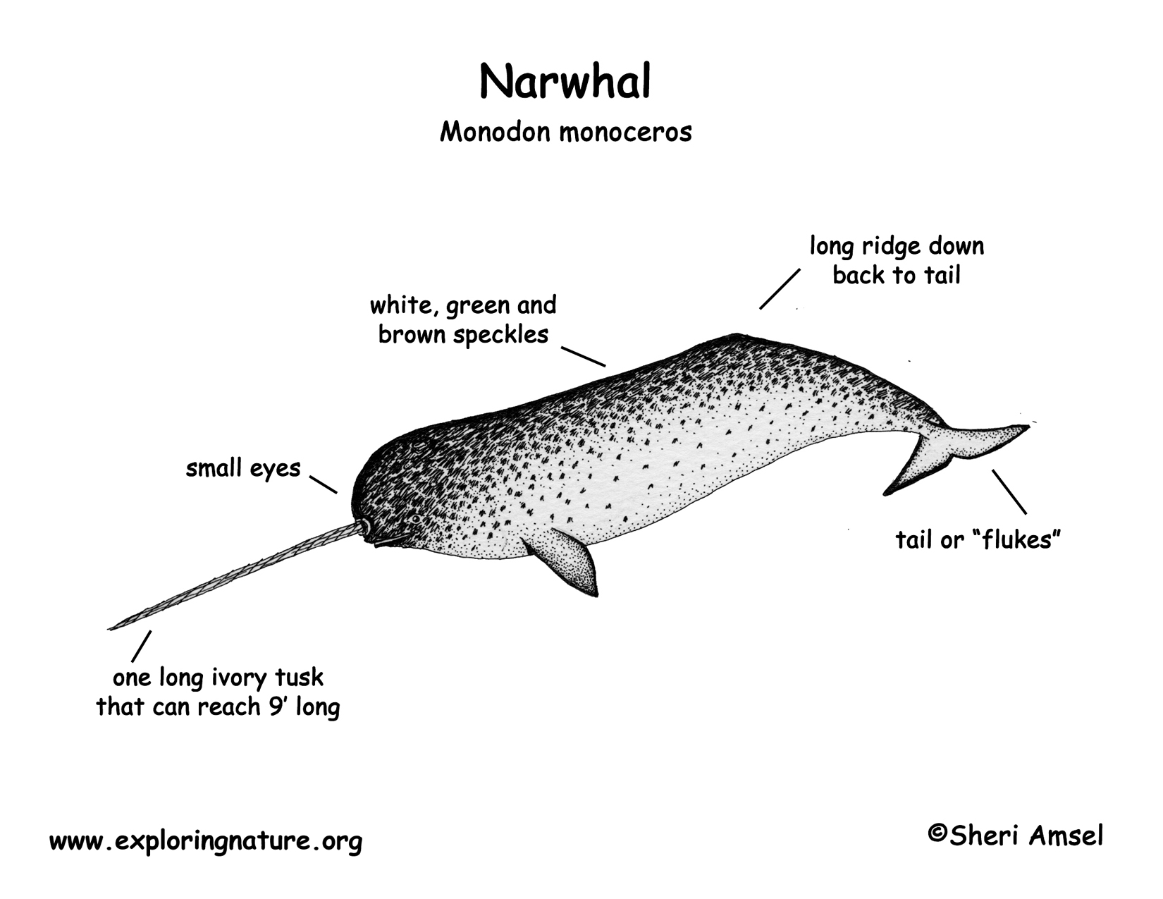 Narwhal