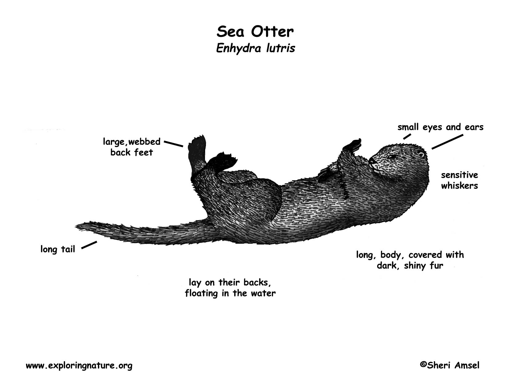Otter (Sea)