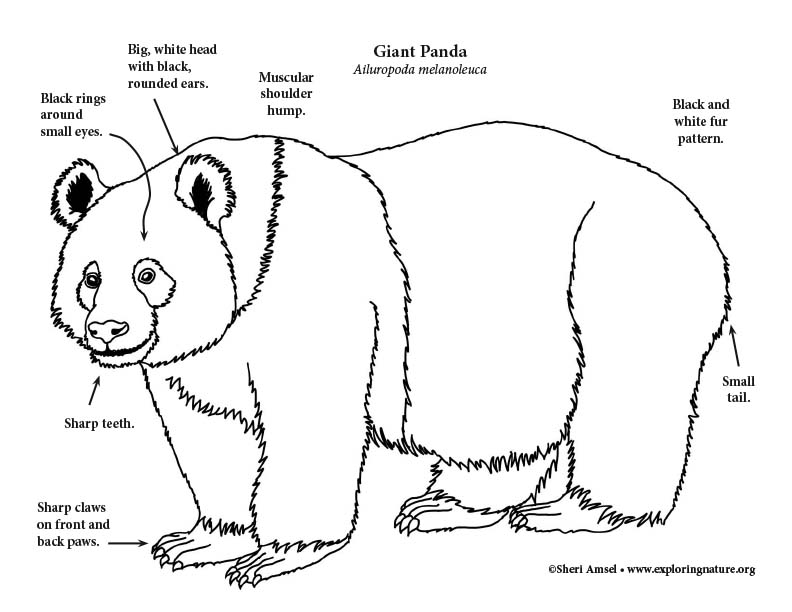 Panda (Giant)