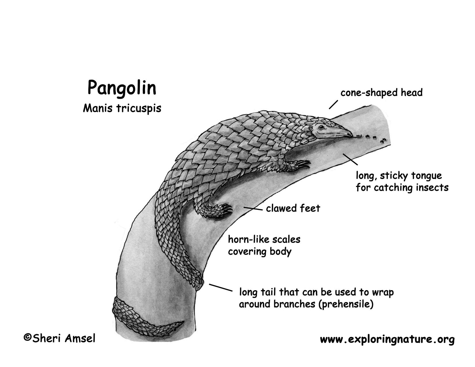 Pangolin