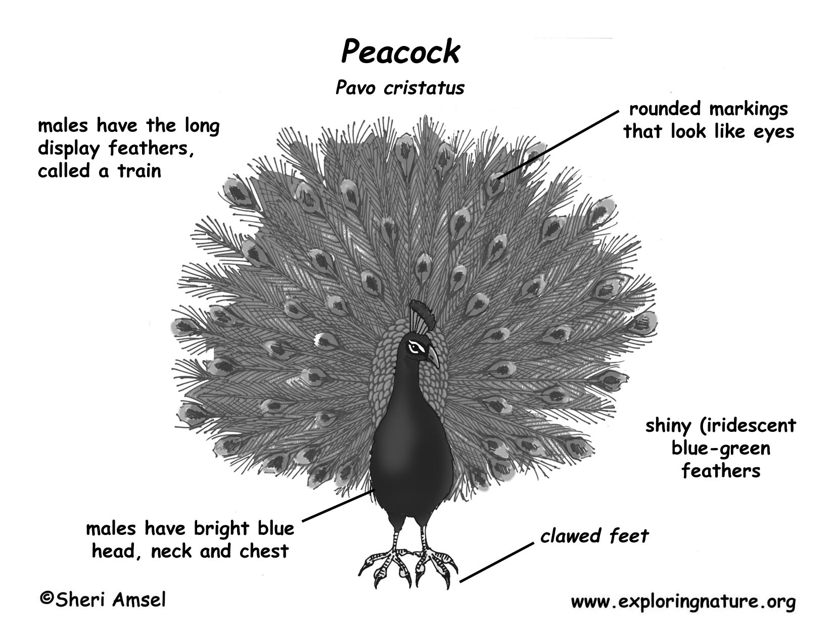 Peacock (Indian)