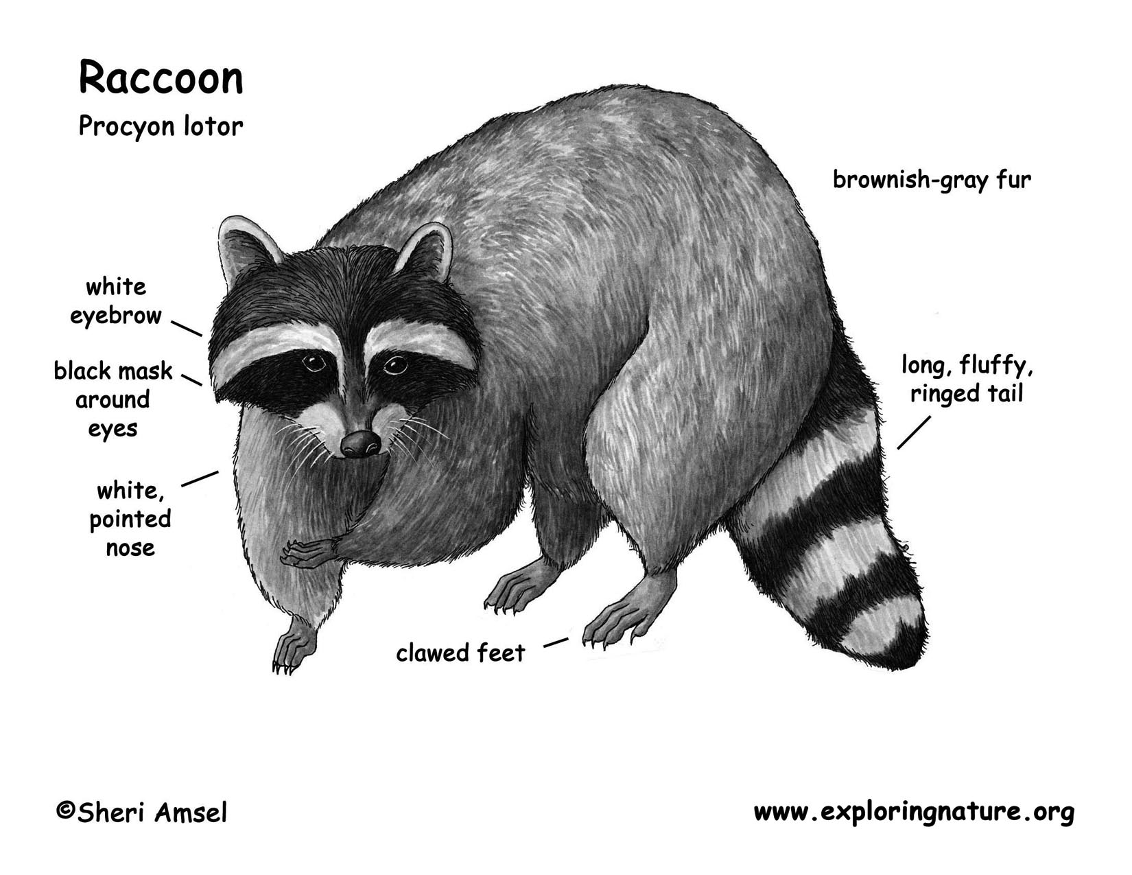 Raccoon