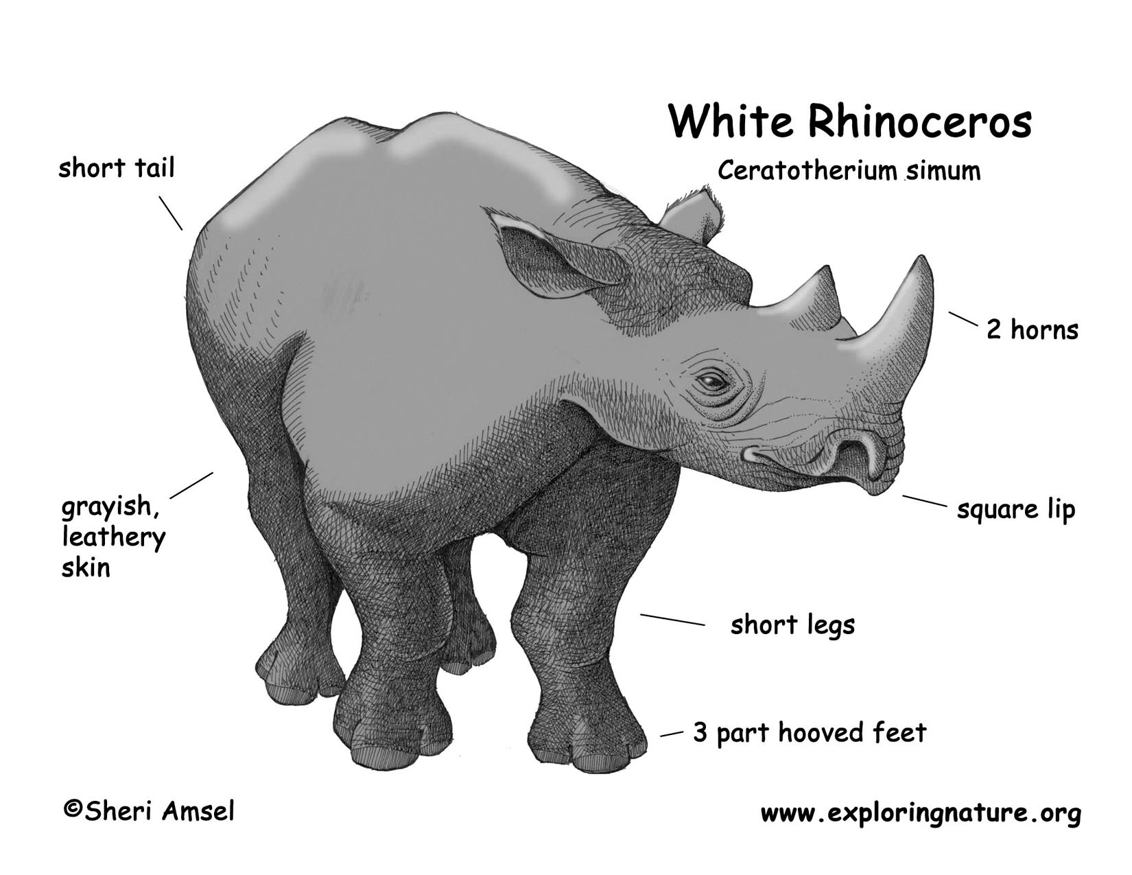 Rhinoceros (White)