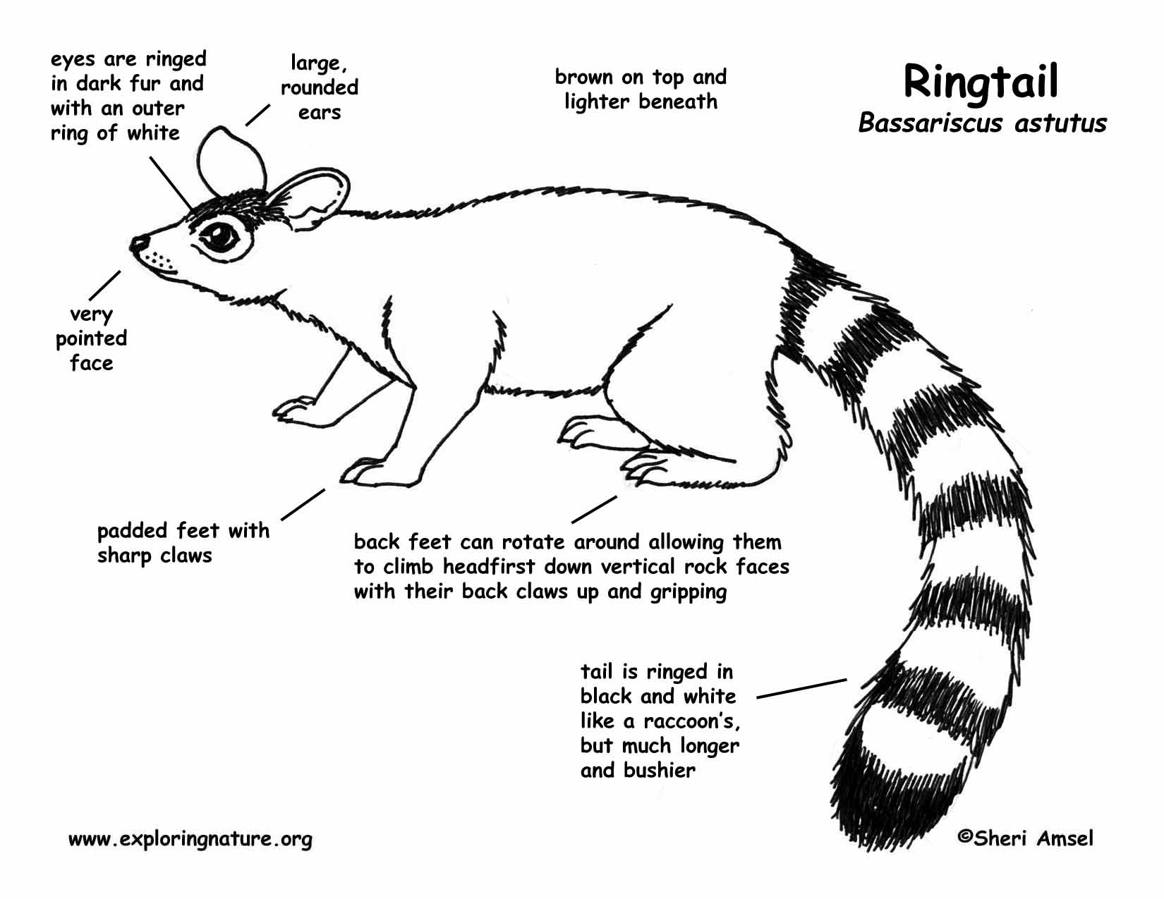 Download Hi-Res B&W Diagram