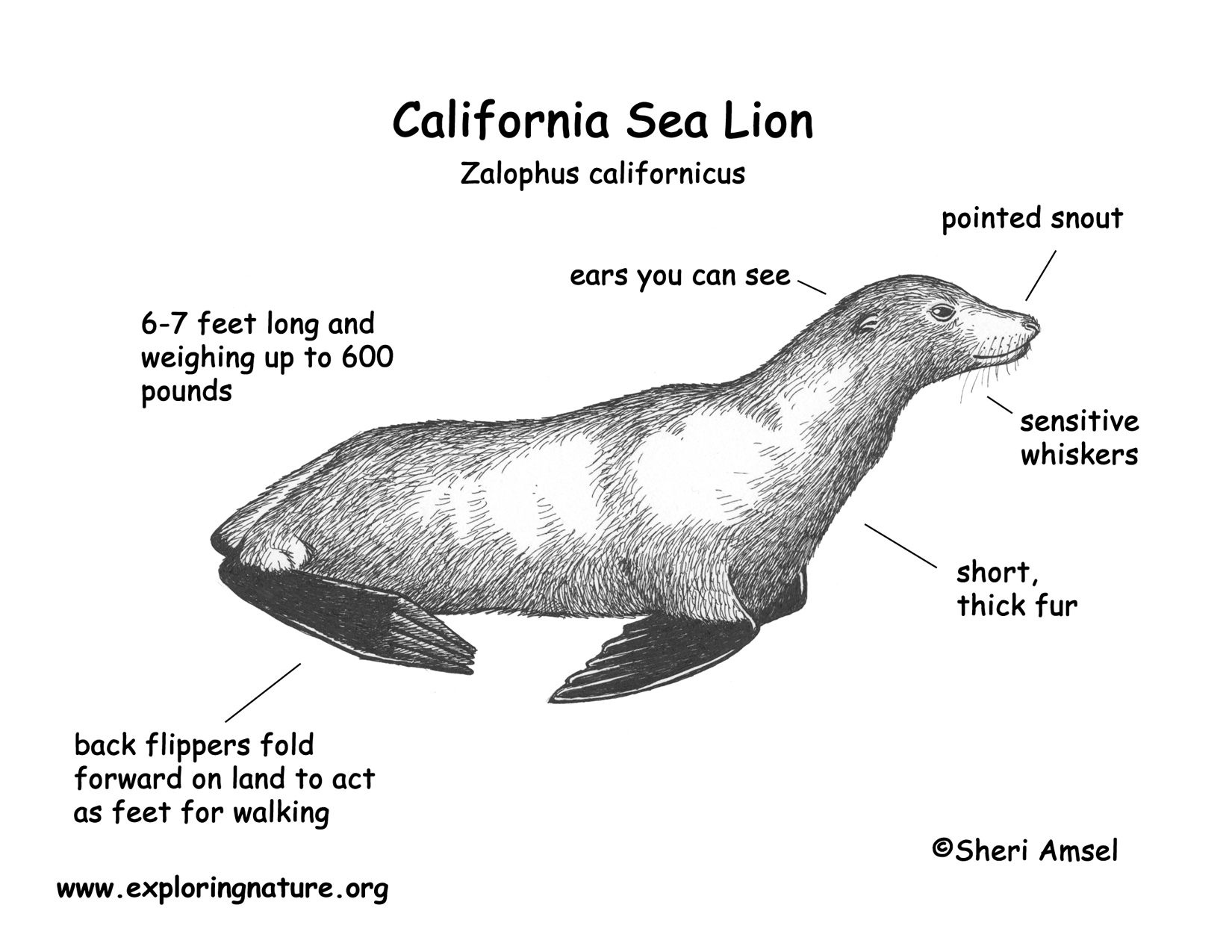 Sea Lion (California)