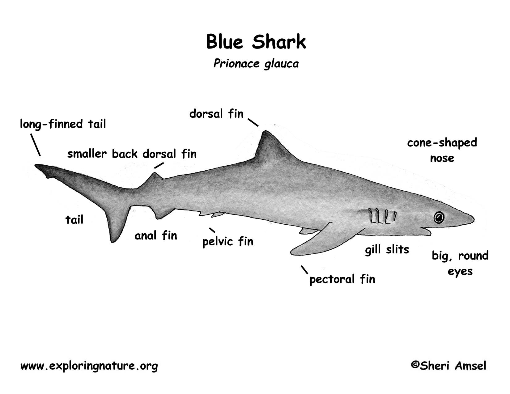 Shark (Blue)