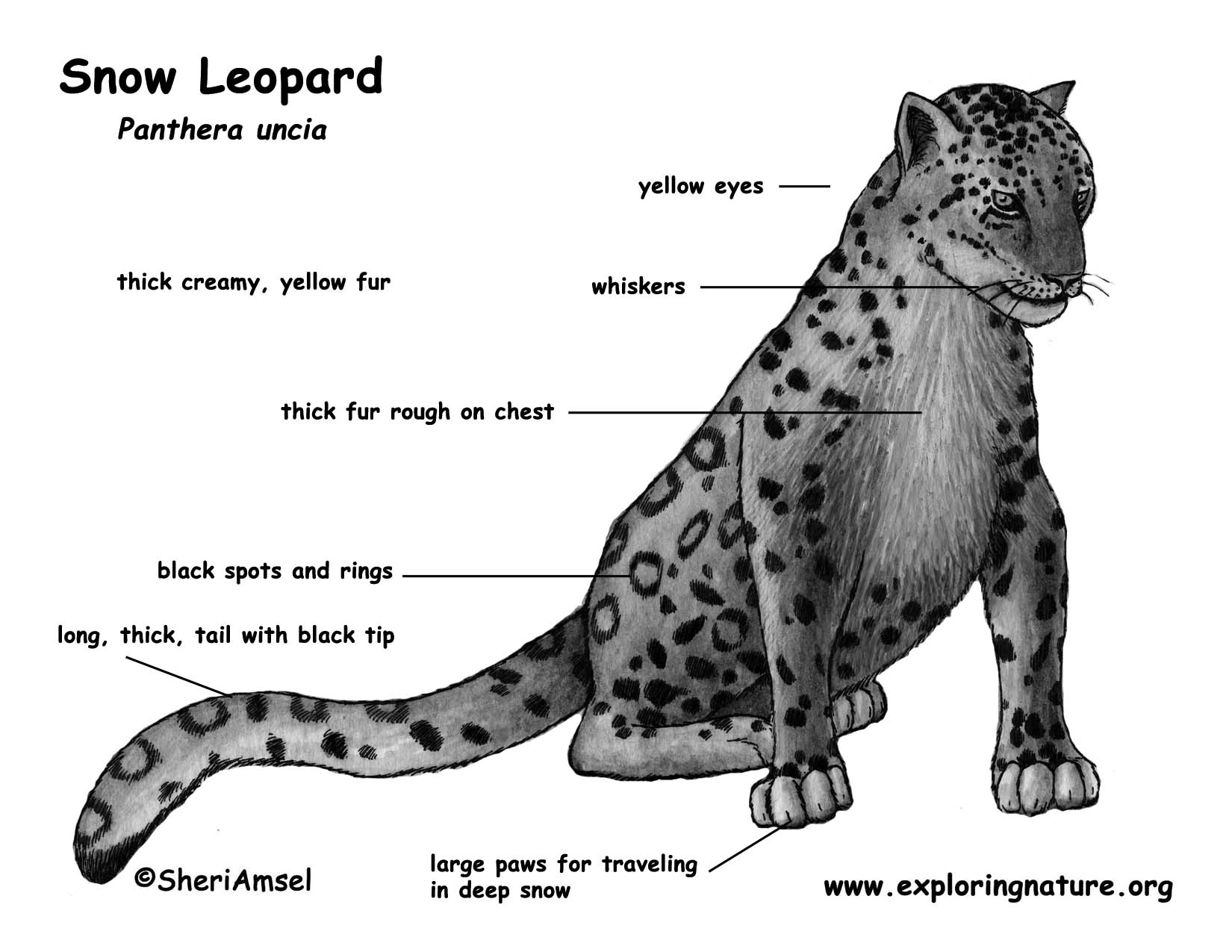 Snow Leopard