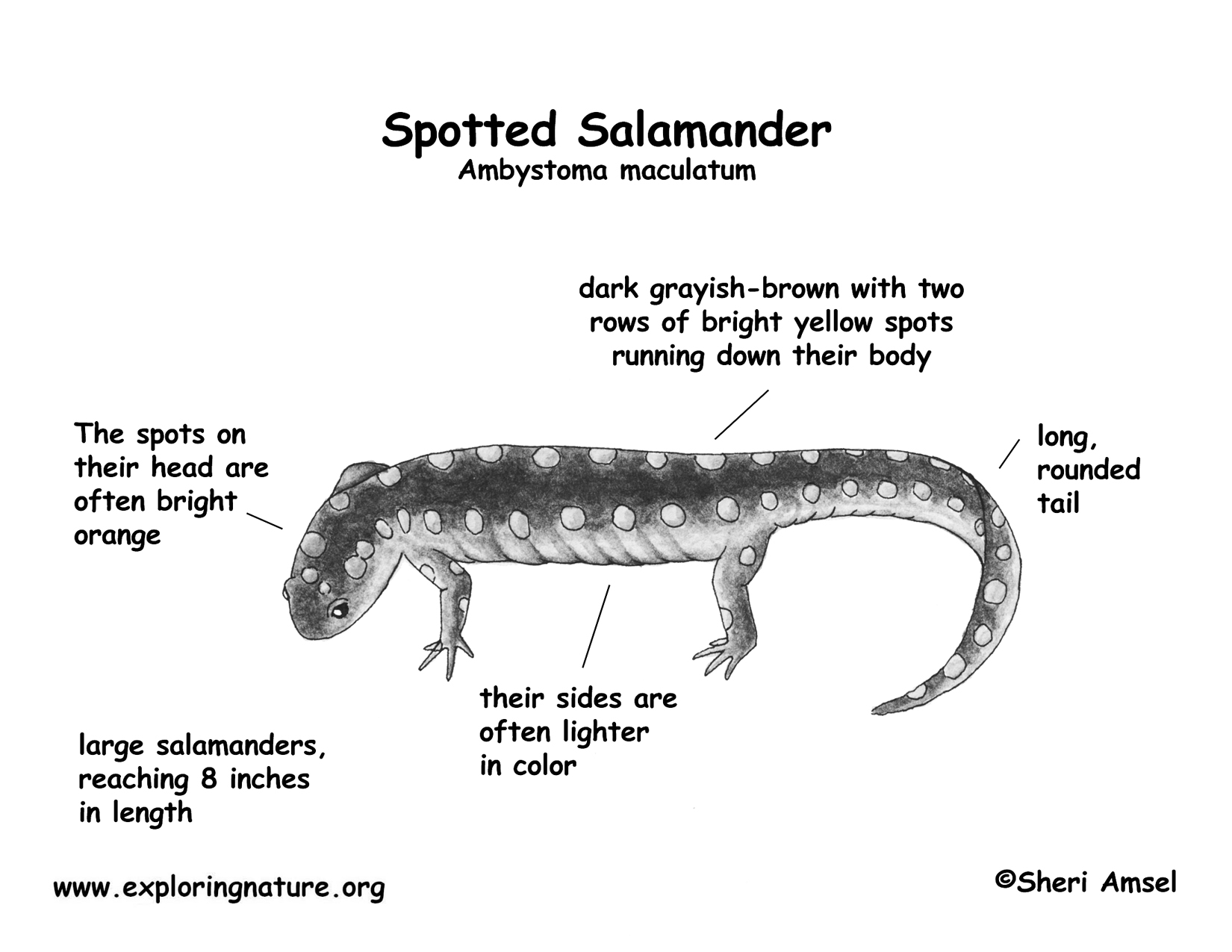 Salamander (Spotted)