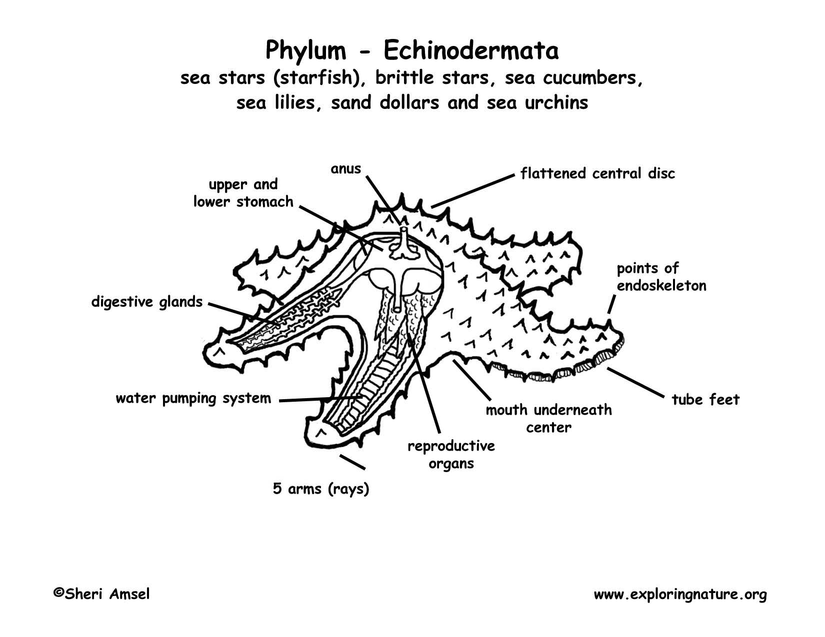 Phylum - Echinodermata (starfish, sea urchins, sand dollars, etc.)