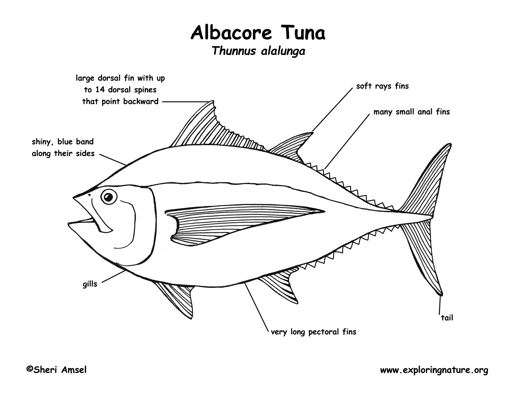 labeled diagram viper fish coloring pages - photo #11