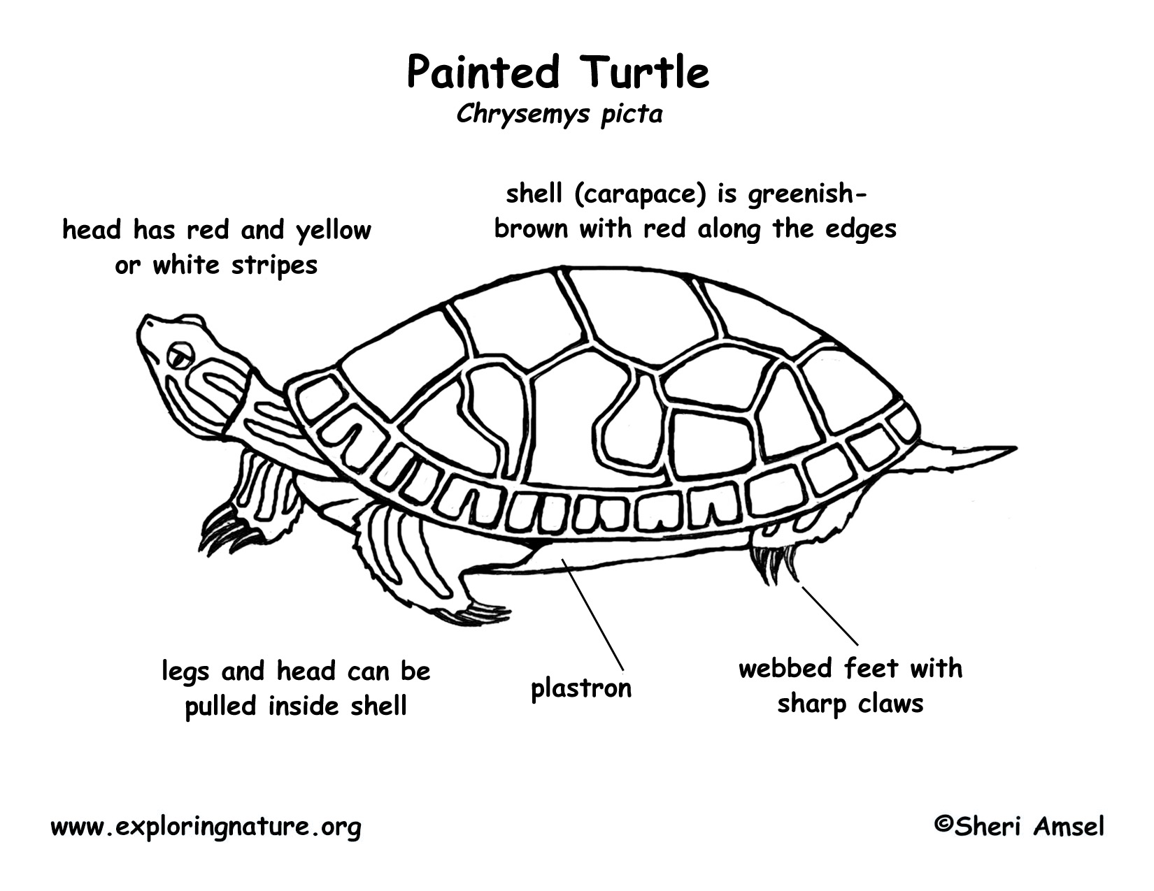 Turtle (Painted)