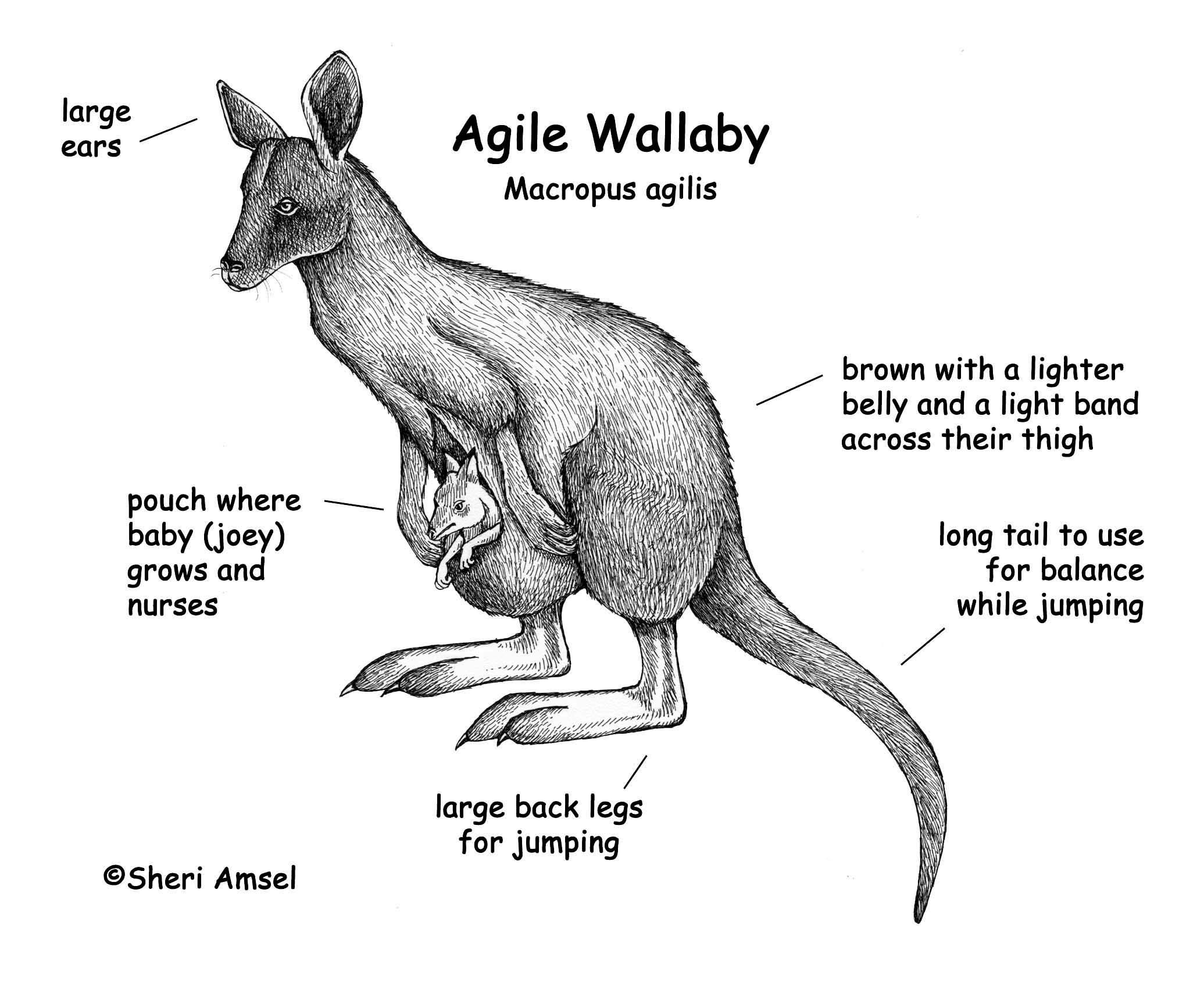 wallaby coloring pages - photo #49