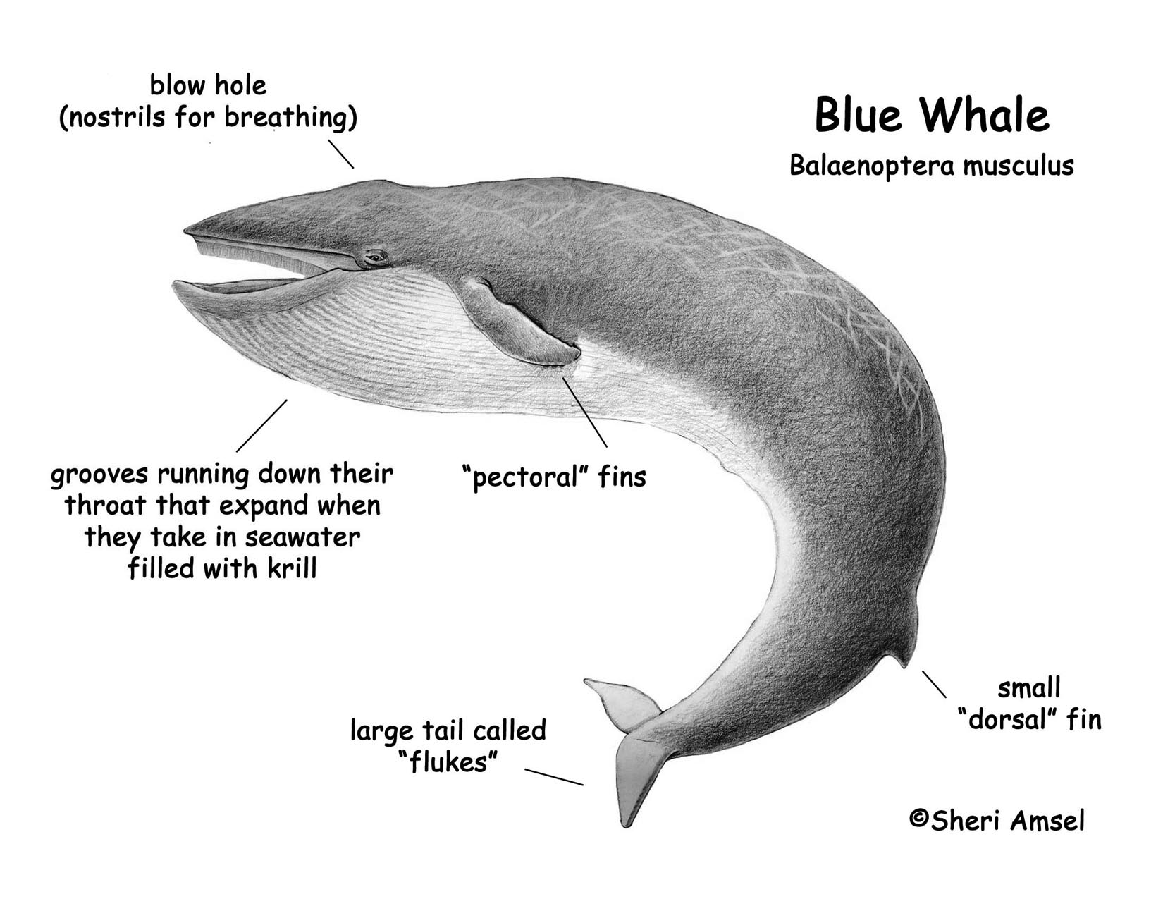 Whale (Blue)