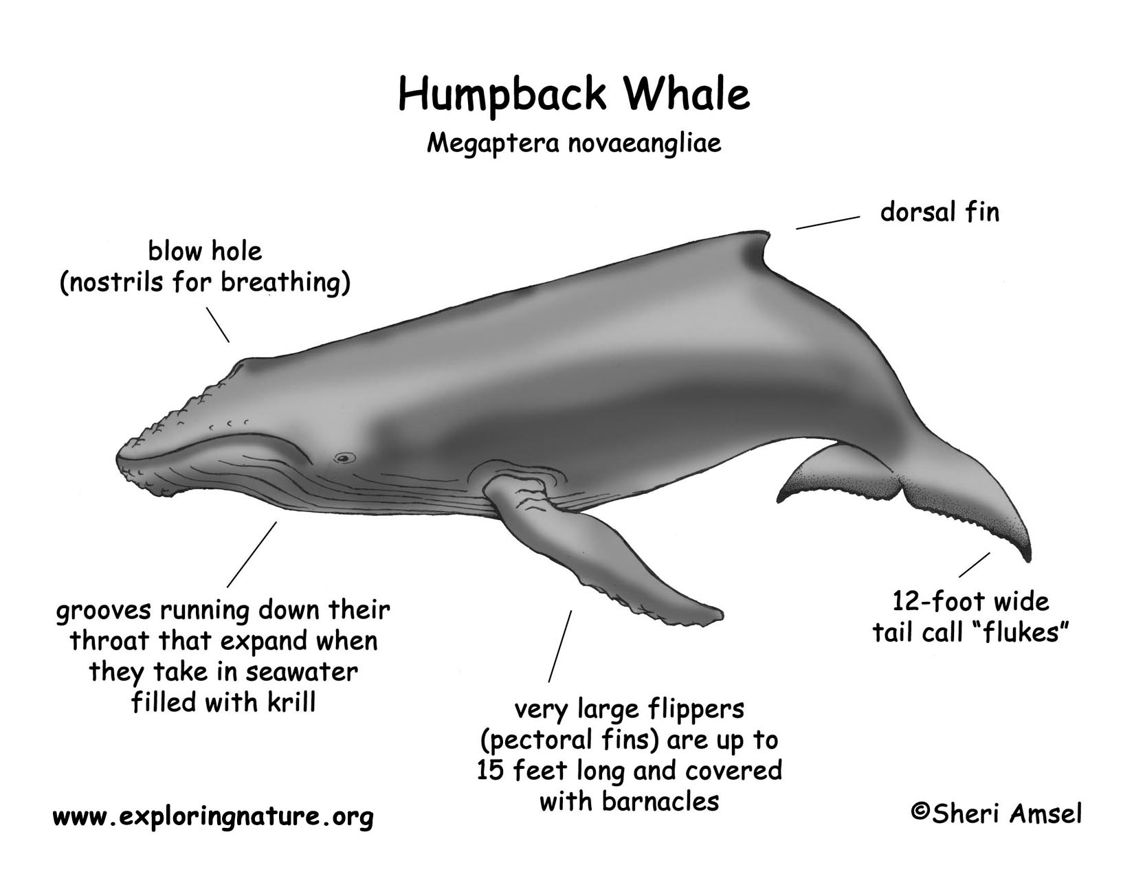 Whale (Humpback)