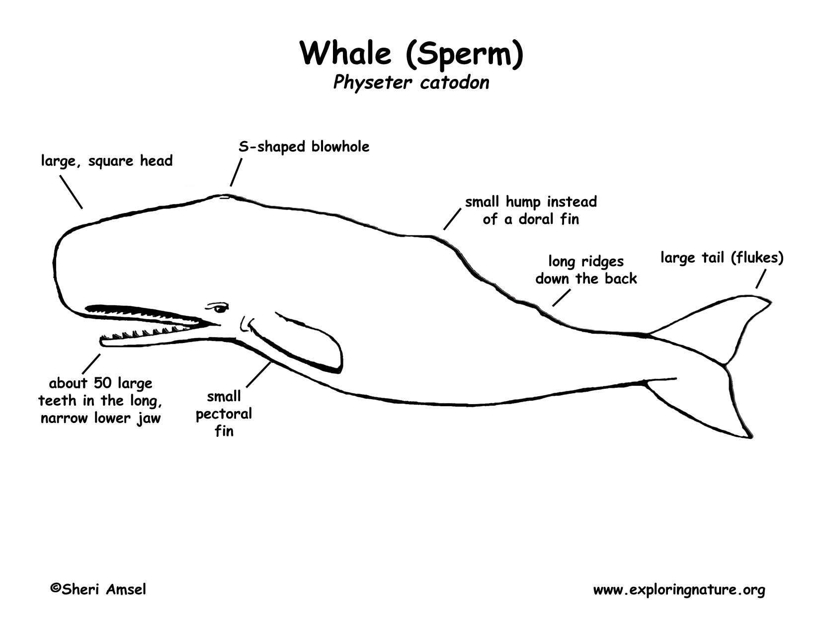 Whale (Sperm)