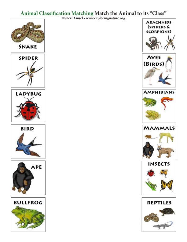 animal kindergarten worksheets on habitats Match Their the Animals to Class