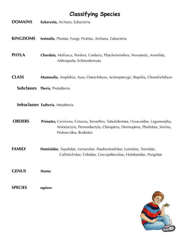 Classification of Humans