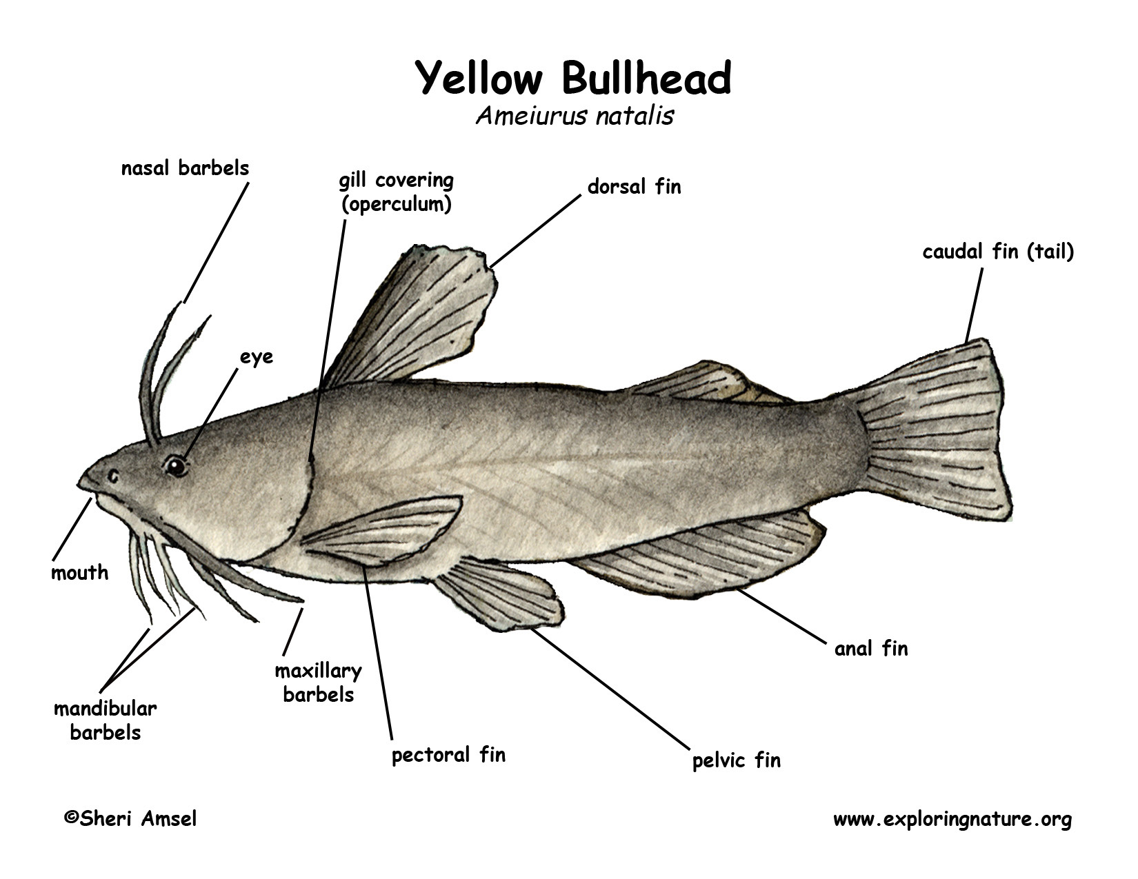Bullhead  Yellow