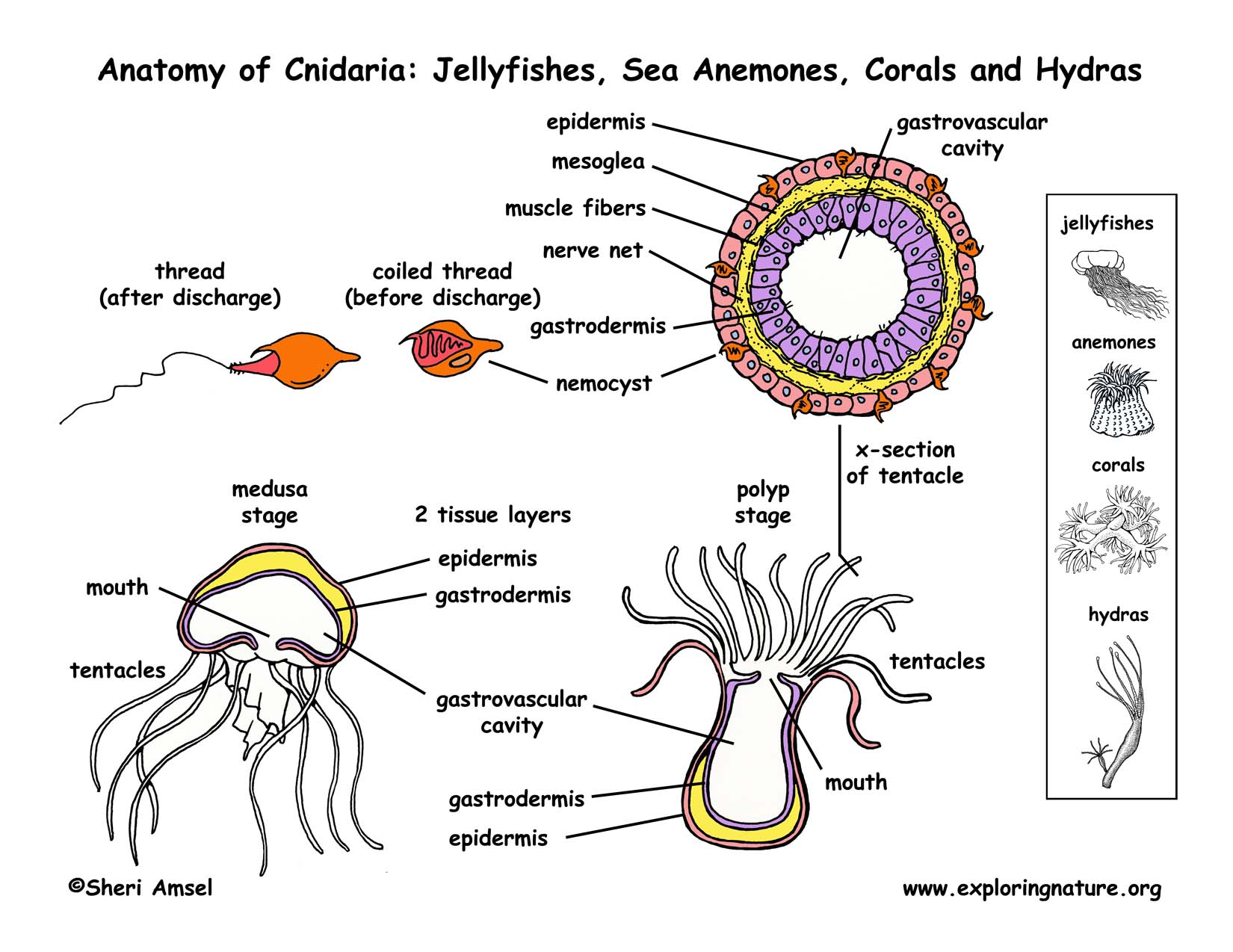 Phylum - Cnidaria (Jellyfish, Anemones, Corals, Hydras)