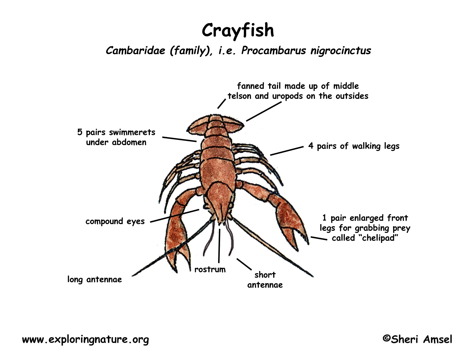 Crayfish