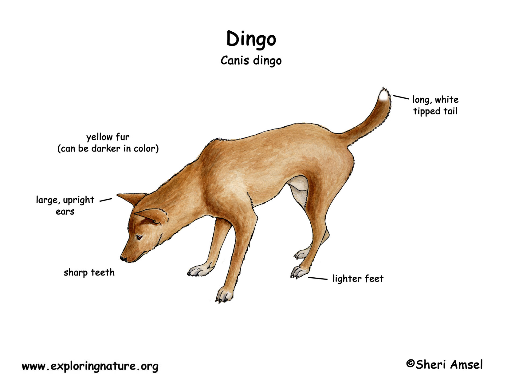 Dingo, Our Animals