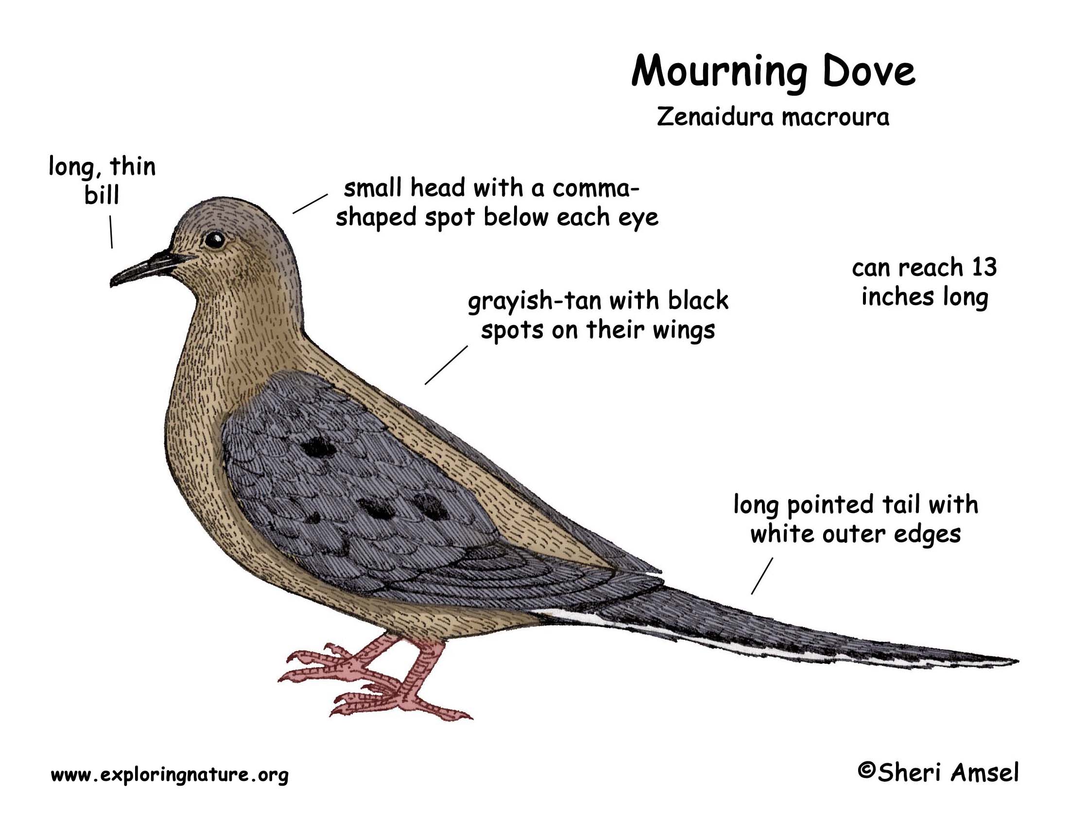 Mourning Dove