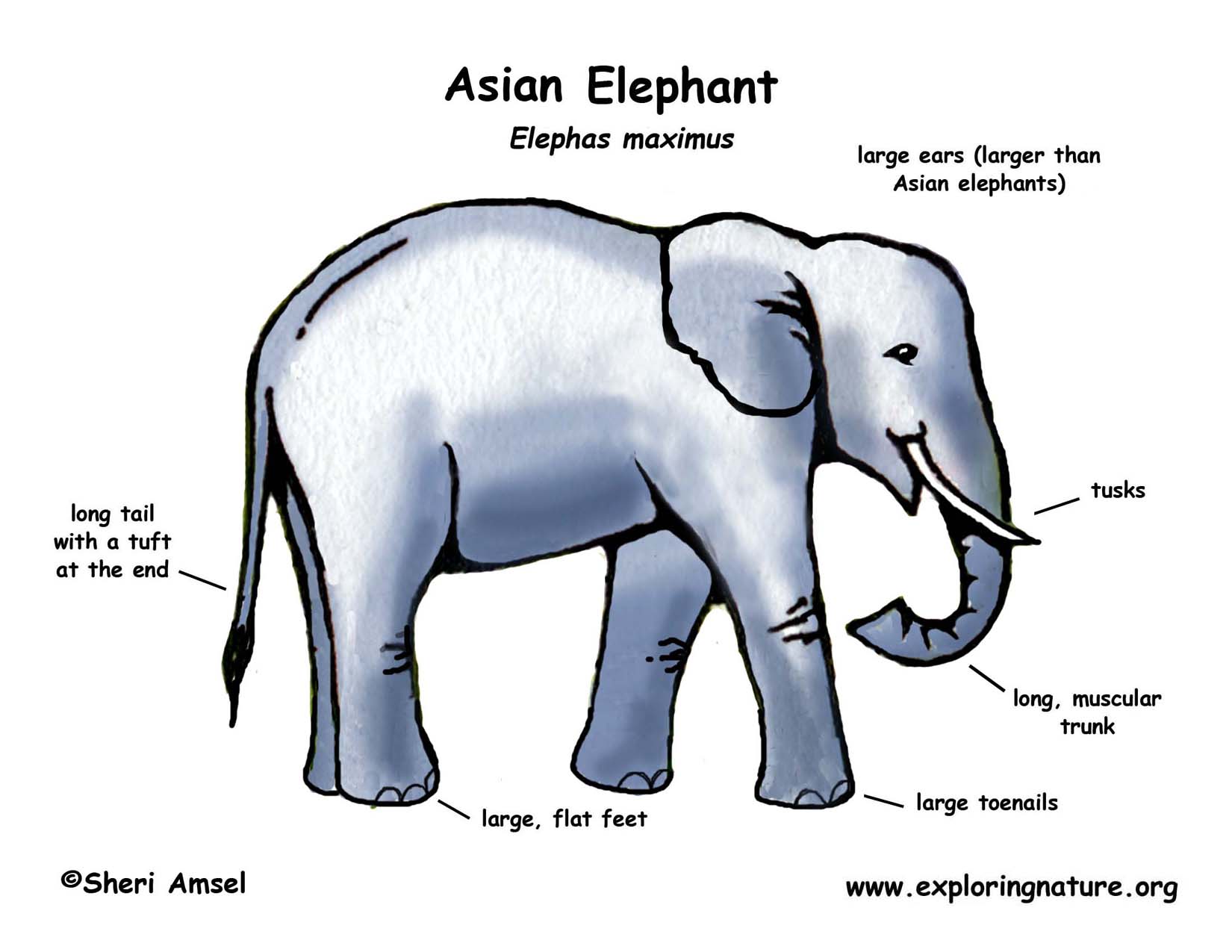 Asian Elephant Classification Chart