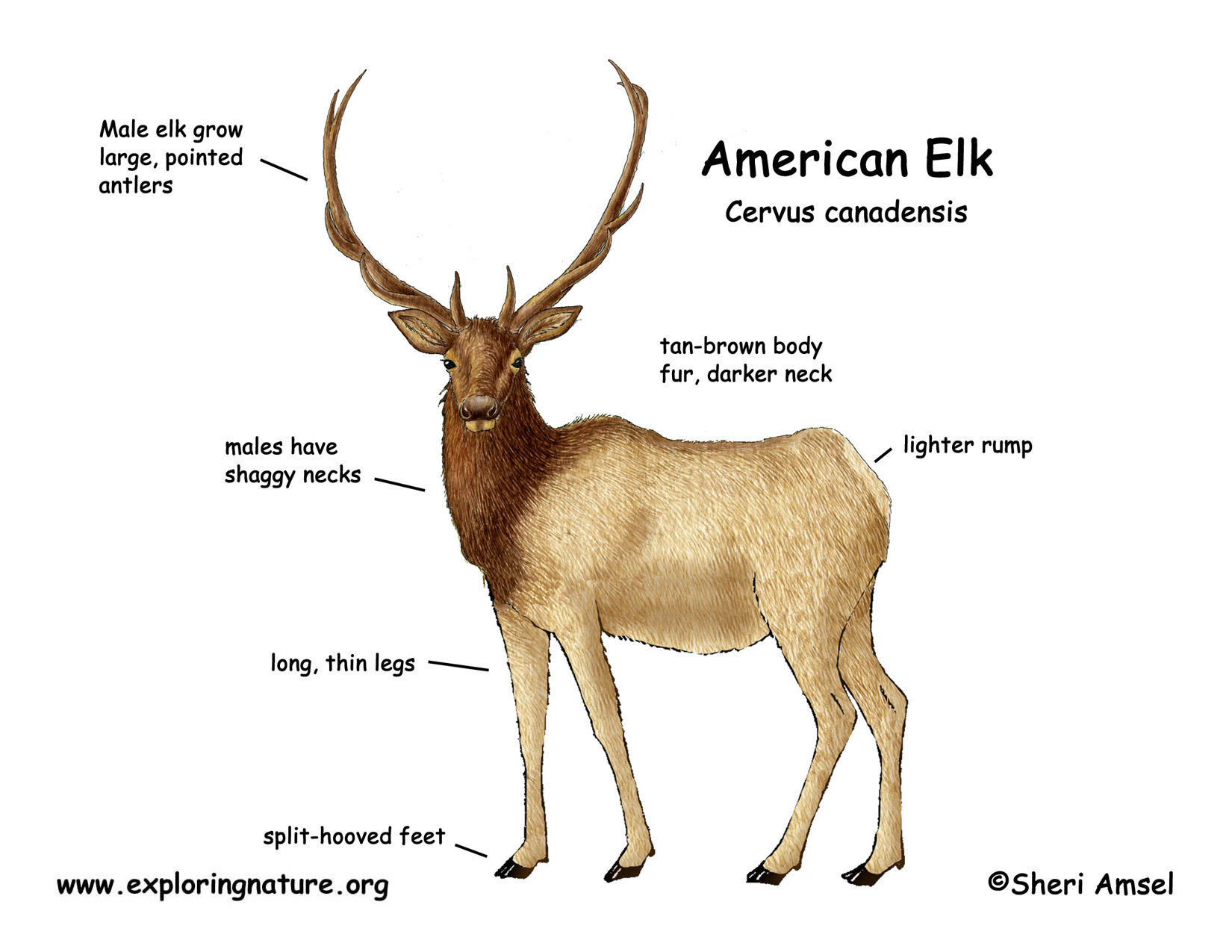 Elk (American)