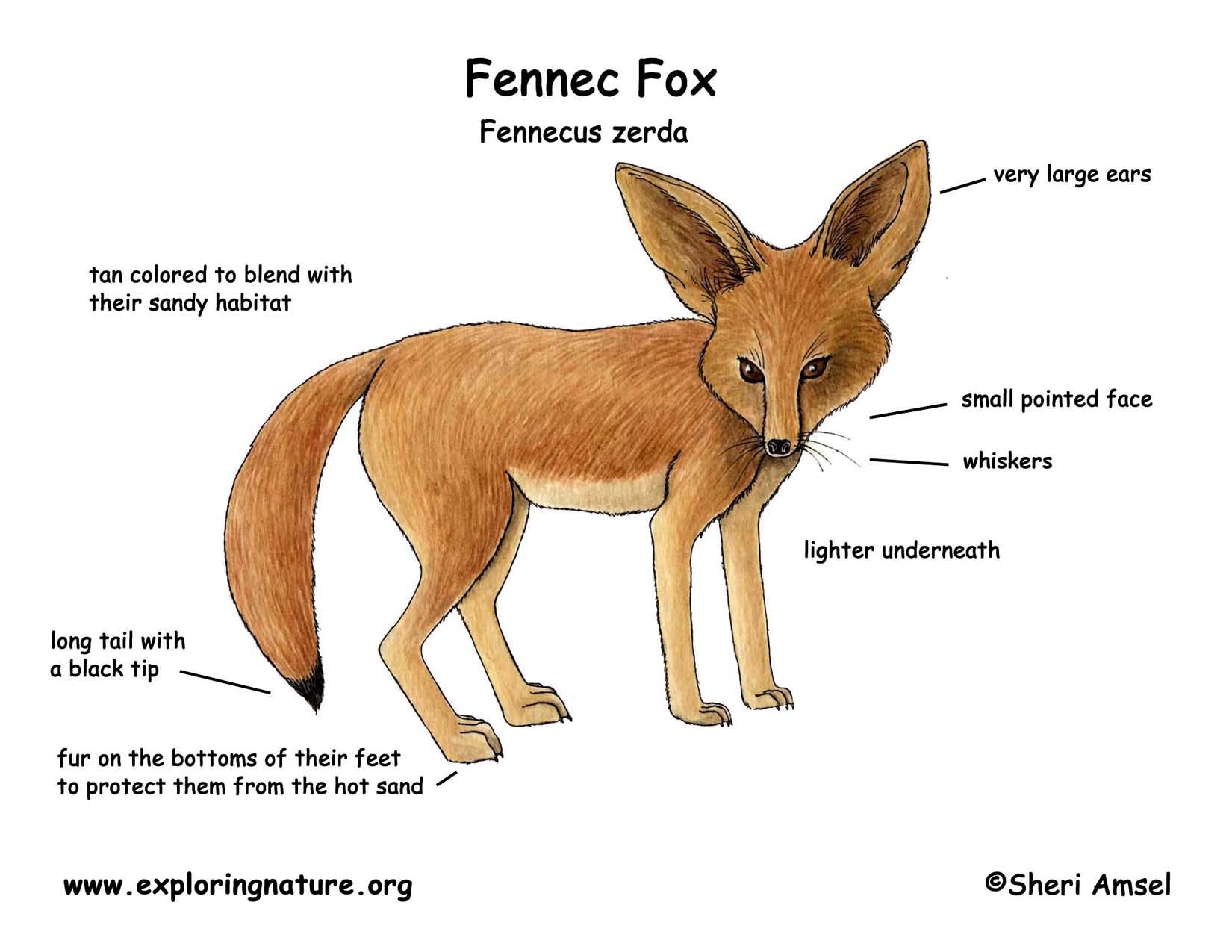 Grade 1 Kitt Fox With Short Tails Tanned Fur 