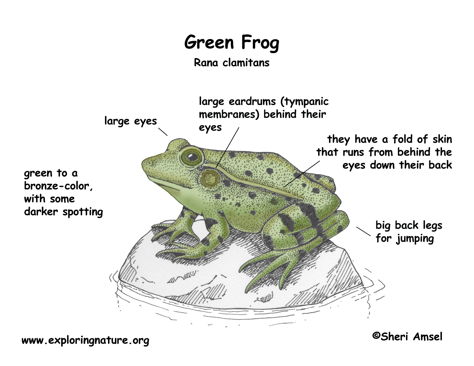 Frog (Green)
