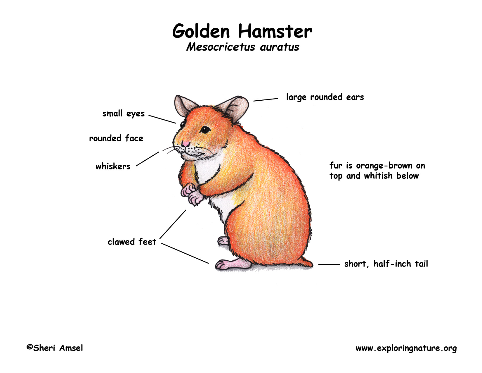 Hamster (Golden)