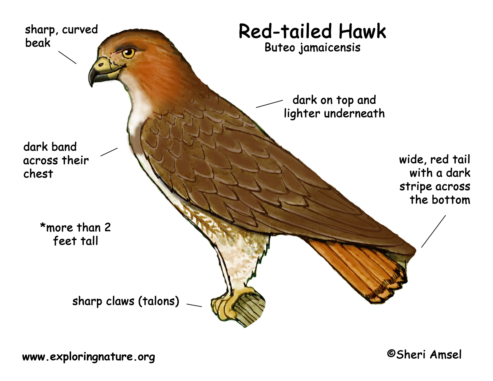 Hawk (Red-tailed)