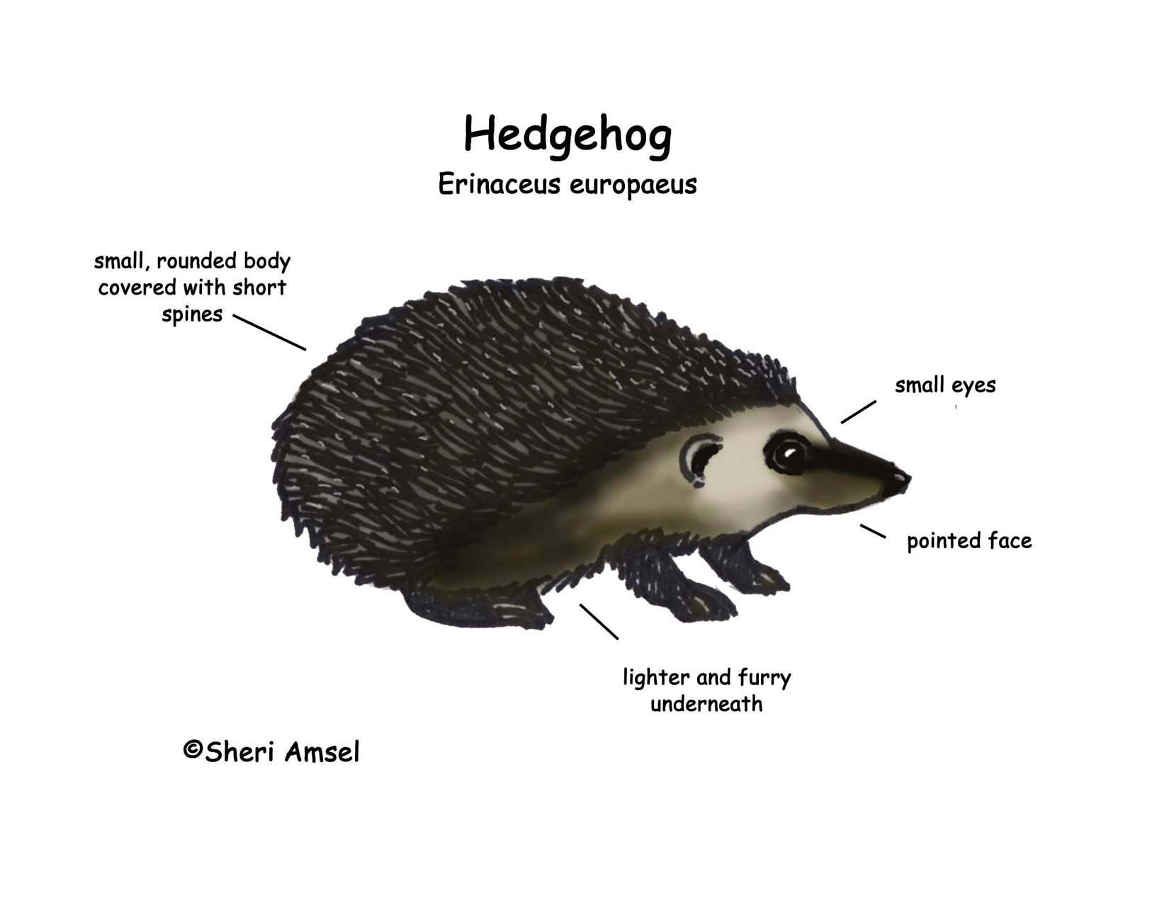 Hedgehog