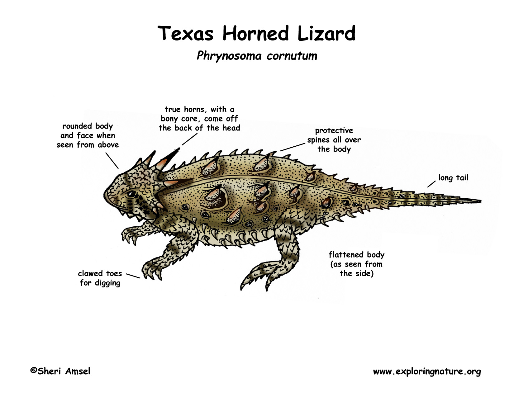 Difference Between Female And Male Desert Horned Lizards 82