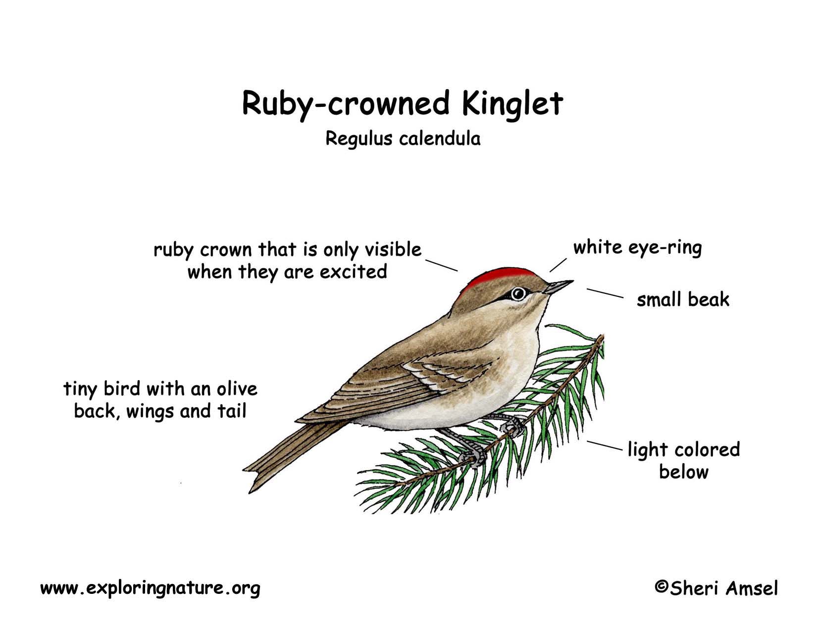 Kinglet (Ruby-crowned)