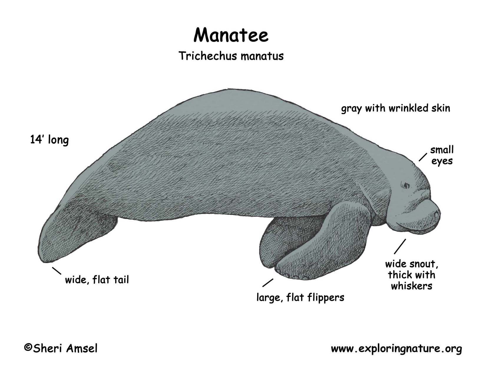 Manatee (Florida)