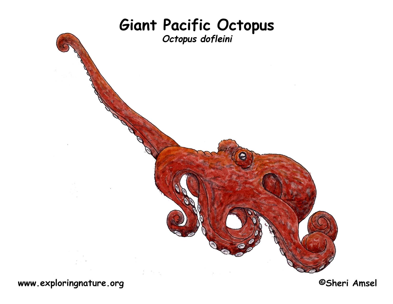 Octopus (Giant Pacific)