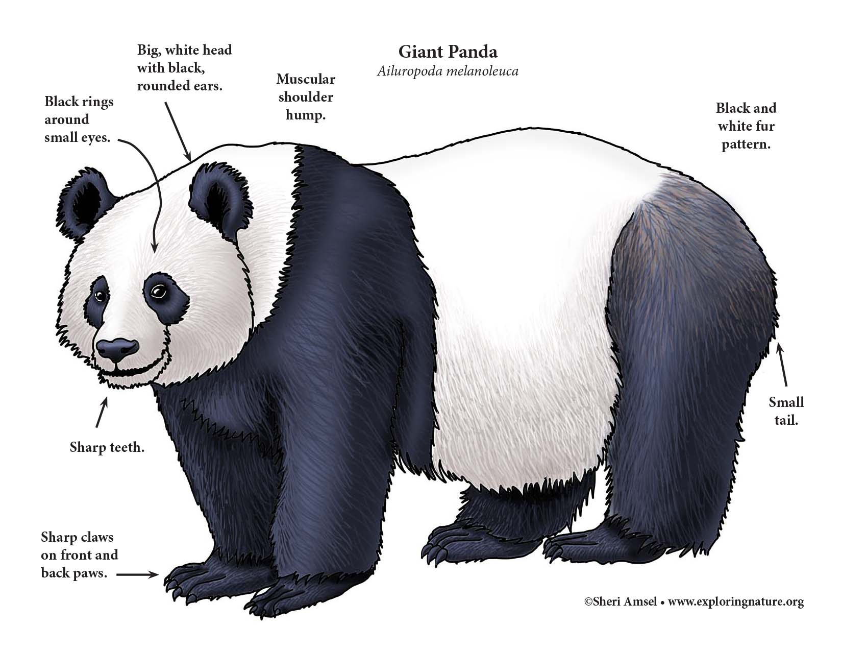 Panda (Giant)
