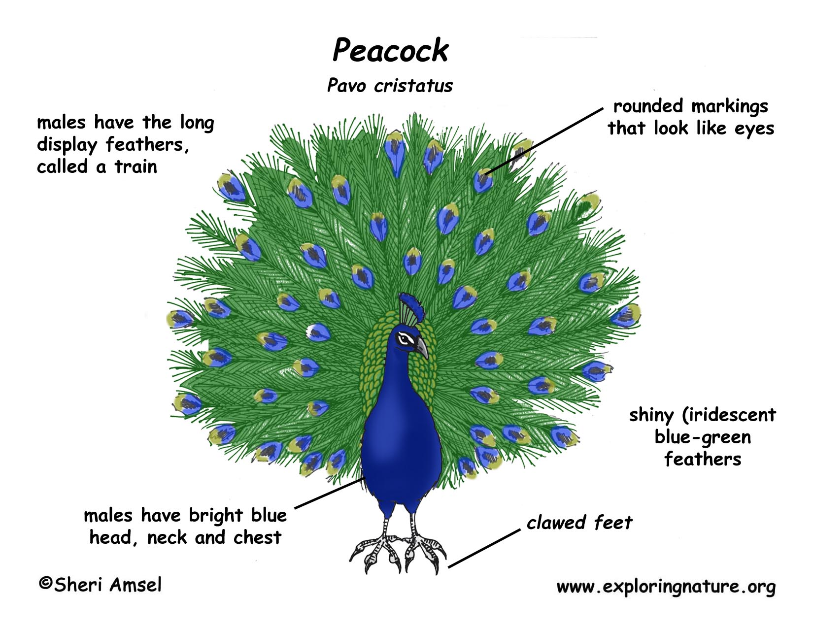 peacock information in hindi