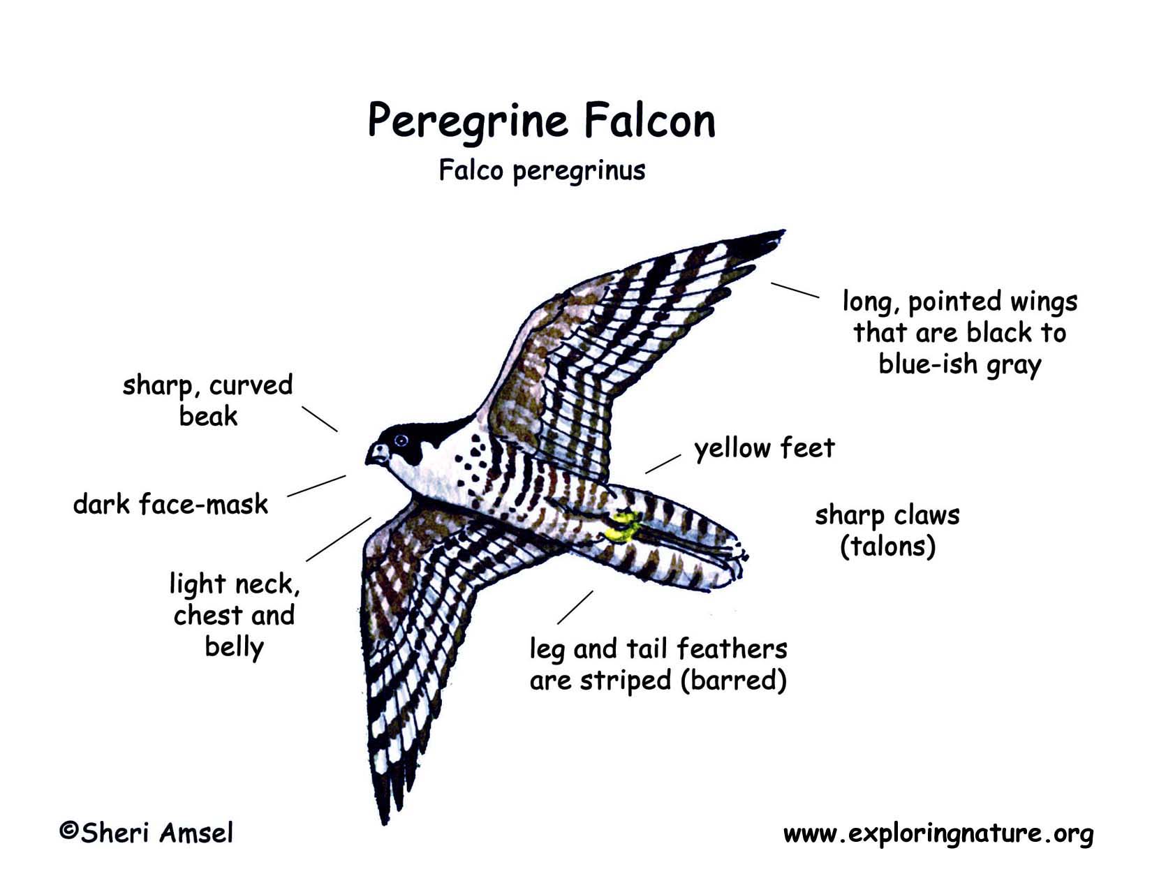 falcon wing anatomy